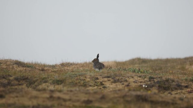 A small mountain hare sits in the grass
