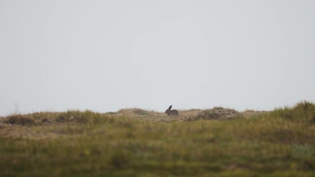 A small mountain hare sits in the grass

