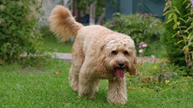 A cute curly brown Labradoodle or Goldendoodle dog standing or lying on green grass in summer. The fluffy pet looks happy and relaxed outdoors on a sunny day, enjoying nature. 