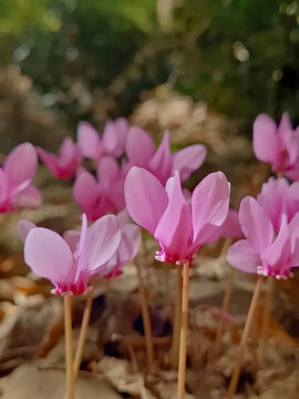 Ivy leaved cyclamen (Cyclamen hederifolium)