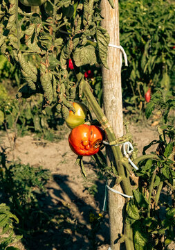 Ripe red tomato with catfacing scars and a half-ripe fruit on a plant with curled wilting leaves tied to a wooden stake in a sunny vegetable garden in autumn