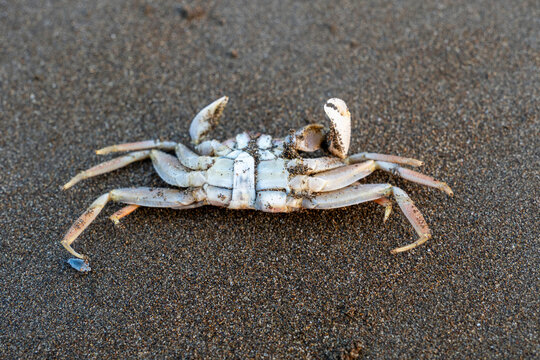 Dead crab lying upside down on wet dark beach sand washed ashore by ocean tide