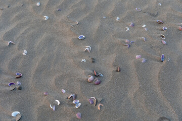 High angle view of small purple sea shells scattered on rippled wet beach sand © panji