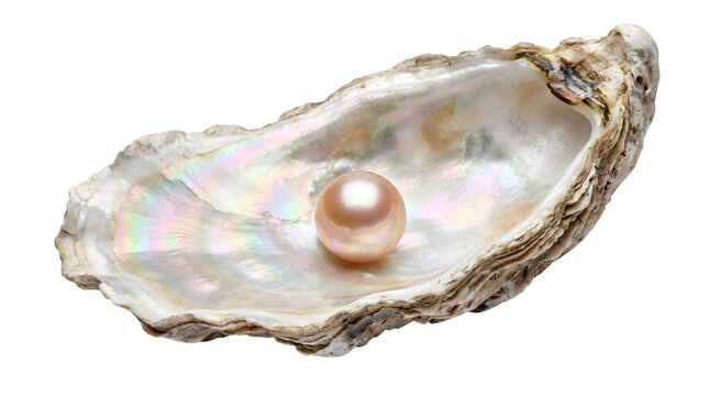 Beautiful pearl inside an open oyster shell isolated on transparent background