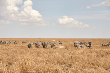 Zebraherde zwischen goldbraunen Gräsern in der Serengeti © Jane Be. The Picture