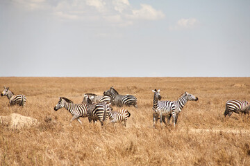 Zebraherde im goldbraunen Gras der Serengeti © Jane Be. The Picture