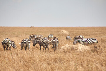 Grasende Zebraherde in der trockenen Savanne der Serengeti © Jane Be. The Picture
