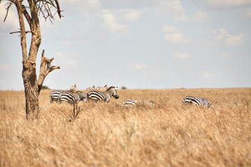 Zebraherde neben einem Baum am linken Bildrand in der Serengeti © Jane Be. The Picture