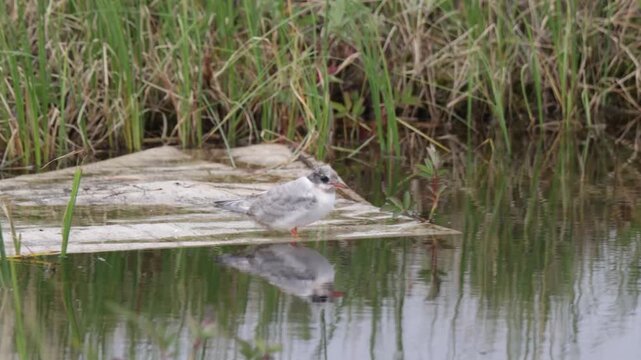 An Arctic tern chick sits on the shore of a lake against a backdrop of tundra vegetation.