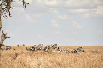 Zebraherde im hohen Gras neben einem Baum in der Serengeti © Jane Be. The Picture