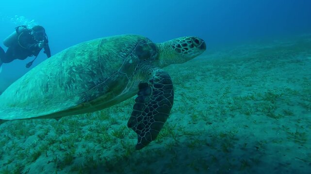 Sea Turtle with shark bite marks on fins swims in turquoise water, scuba diver films it an action camera in background, Green Sea Turtle, Chelonia mydas with its front flippers bitten off by shark