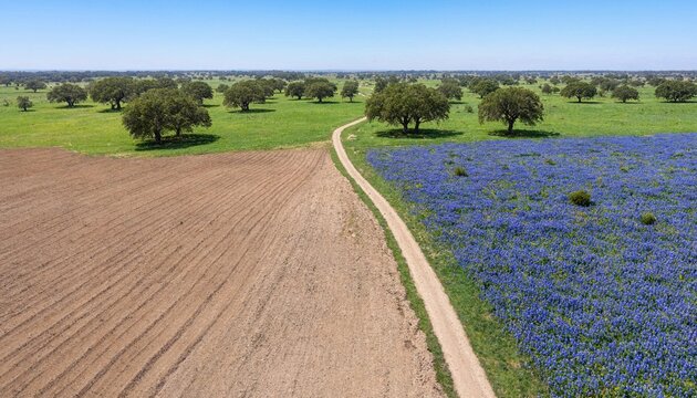 Aerial view of a split landscape featuring a tilled brown field next to a vibrant purple wildflower meadow divided by a country road