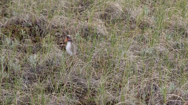 An Arctic tern chick sits on the shore of a lake against a backdrop of tundra vegetation.