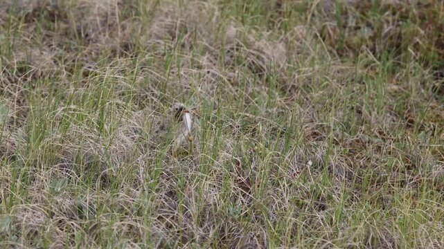 An Arctic tern chick sits on the shore of a lake against a backdrop of tundra vegetation.