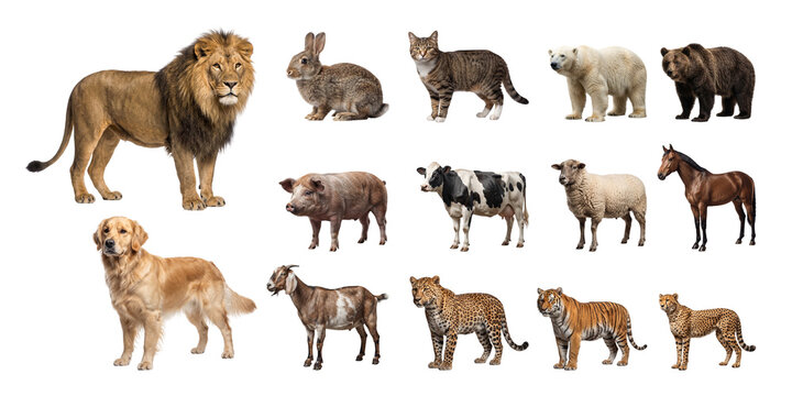 Collection of various wild and domestic animals isolated on white background transparent background