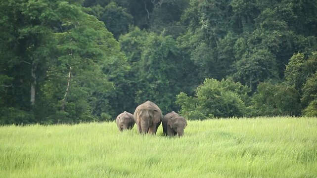 Wild Asian elephant family grazing in a tall grassland meadow on hillside in Khao Yai sanctuary. Pachyderm safari herd maternal behavior, tropical rainforest habitat, and species conservation idea.