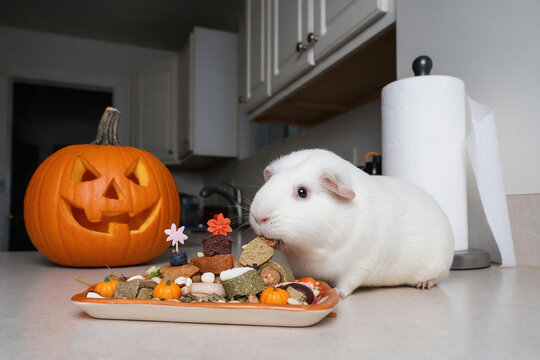 Halloween for pets Cute white rodent munches dry snacks off platter next to smiling carved jack o lantern pumpkin. Curious companion animal experiences joyful seasonal pet holiday celebration.