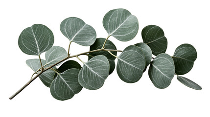 Fresh green eucalyptus branch with round leaves © Emrik