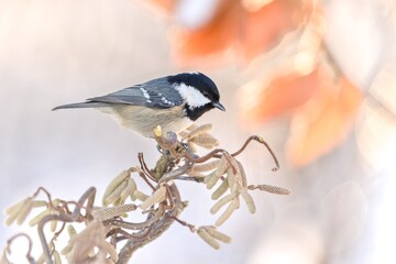 A cute coal tit sits on a twig with catkins. Winter scene with a coal tit. A cute coal tit in the nature habitat.  Periparus ater © Monikasurzin