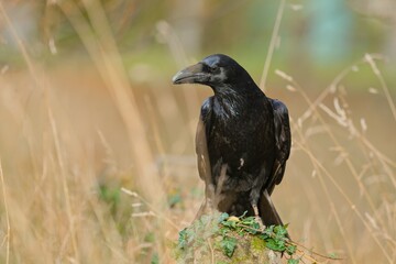 Fototapeta premium A northern raven sits on a stone bollard. A Common raven (Corvus corax) in the nature habitat.