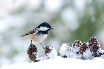 A cute coal tit sits on a snowy larch twig with cones. Winter scene with a coal tit. A cute coal tit in the nature habitat.  Periparus ater © Monikasurzin