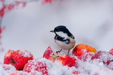 A cute coal tit sits on fallen apples. Winter scene with a coal tit. A cute coal tit in the nature habitat.  Periparus ater © Monikasurzin