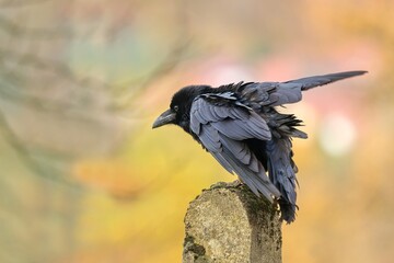 Fototapeta premium A northern raven sits on a stone bollard. A Common raven (Corvus corax) in the nature habitat.