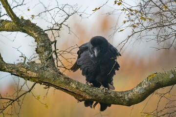 Fototapeta premium A northern raven sits on a tree. A Common raven (Corvus corax) in the nature habitat.