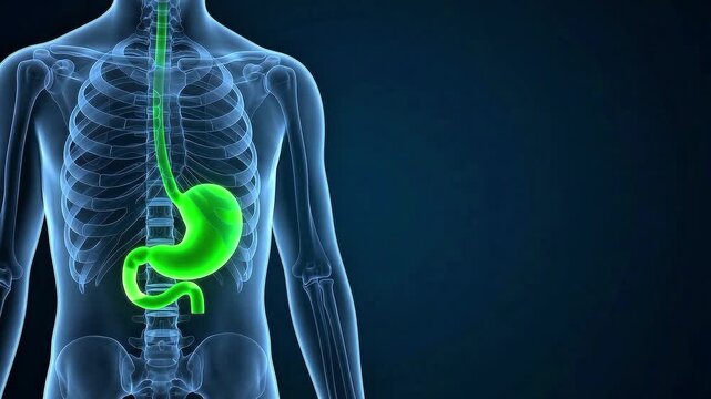 3D medical animation of a human torso showing a highlighted green stomach and esophagus within a blue skeletal frame for anatomical study