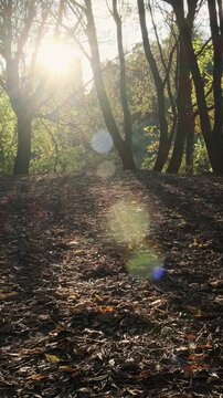 Bright sunlight shines through bare autumn trees illuminating quiet woodland hill covered with dry fallen leaves, creating calm peaceful mood and sparkling natural lens flare effects