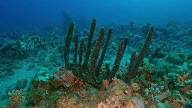 Camera moves forward approaching Erect Sponge on coral reef on the deep at sunset, Slow motion of Erect Rope Sponge, Hyrtios erectus on corals seabed