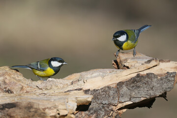 Great Tit (Parus major) two birds perching on a wooden log. © VOLODYMYR KUCHERENKO