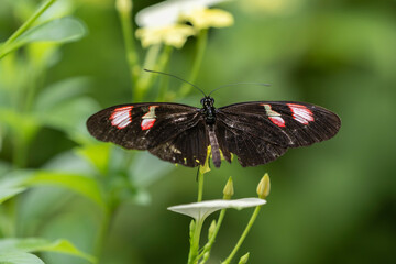 butterfly on a flower © Adrian de la Paz