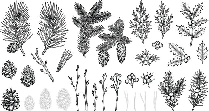 Vintage Christmas Botanical Vector Set Featuring Hand Drawn Pine Branches, Pinecones, Holly Leaves, Berries, Cedar Twigs, and Winter Foliage Line Art
