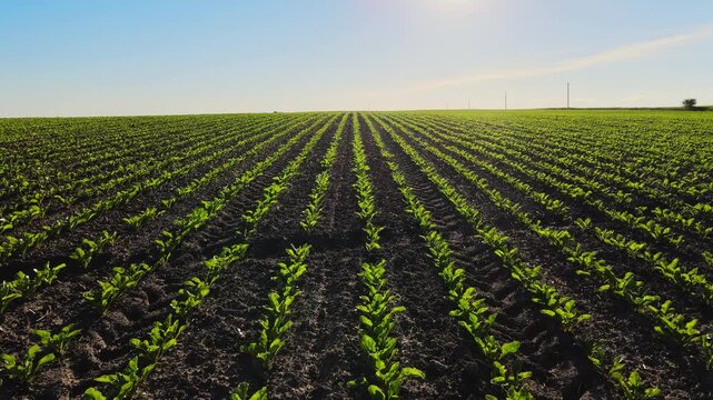 Green sugar beet seedlings growing in rows on a cultivated agricultural field in springtime