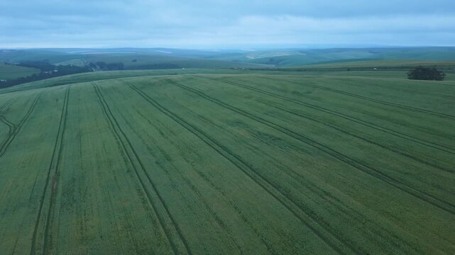 Long tractor lines cut across a vast wheat and barley field under a muted morning sky in Aerial of Underberg Farm region.
