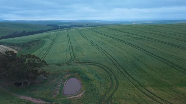 Crop rows and tractor tracks curve around a small farm dam beneath a moody morning sky in a remote grain region of Western Cape, South Africa