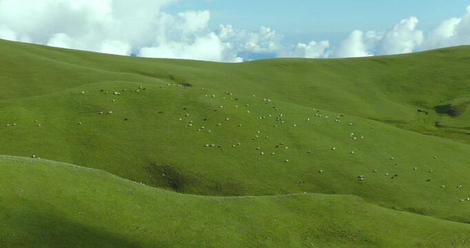 Badimalika region, Bajura, Nepal, aerial view of a scattered sheep flock grazing across vast green pastures and rolling alpine hills in Triveni Patan grassland under a cloudy sky.