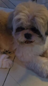 Mischievous shih tzu dog chewing on a large cockroach captured in indoor video footage showcasing funny pet behavior