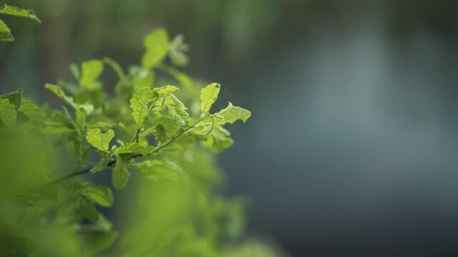 Close up of green oak leaves on a branch beside a lake, with sunlight revealing delicate leaf veins against blurred blue water and foliage, creating a peaceful natural background with copy space