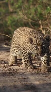 Adorable baby leopard walking forward in natural wildlife habitat featuring spotted fur pattern and curious expression captured on dynamic video footage