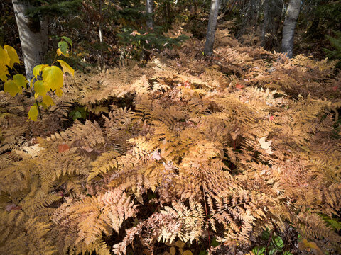 Feuilles de foug&egrave;re dans une for&ecirc;t en automne. Saison automnale. Feuillage color&eacute;.