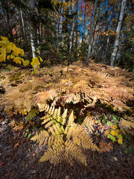 Feuilles de foug&egrave;re dans une for&ecirc;t en automne. Saison automnale. Feuillage color&eacute;.