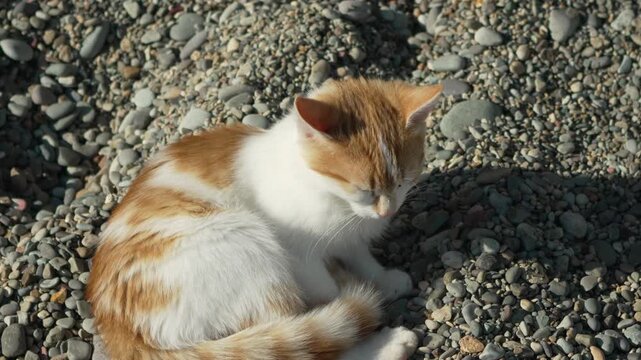 Kitten beach resting cute orange and white cat relaxing peacefully on a sunny pebble shore
