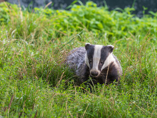 A Badger in the Grass © Stephan Morris 