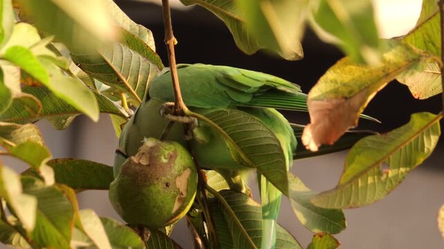 Rose-ringed parakeet eating ripe guava on tree branch in golden sunlight, green parrot feeding on fruit, India wildlife close-up footage