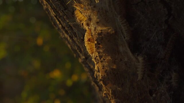 Old oak processionary moth nest on tree trunk in evening light