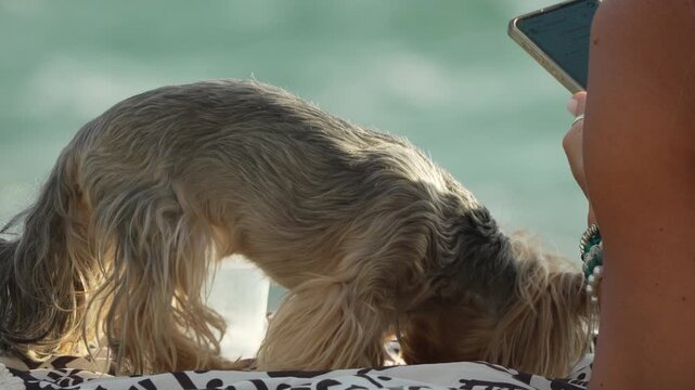 Dog Beach Summer small Yorkshire terrier drinking water from bowl on blanket by the sea on a sunny day