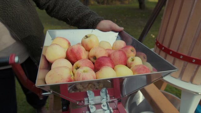 woman with apples pressing juice in garden 