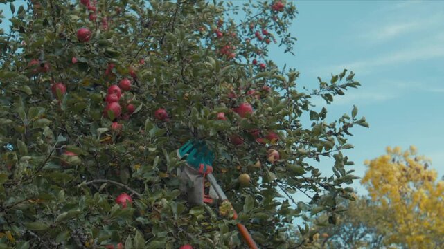 red apple tree